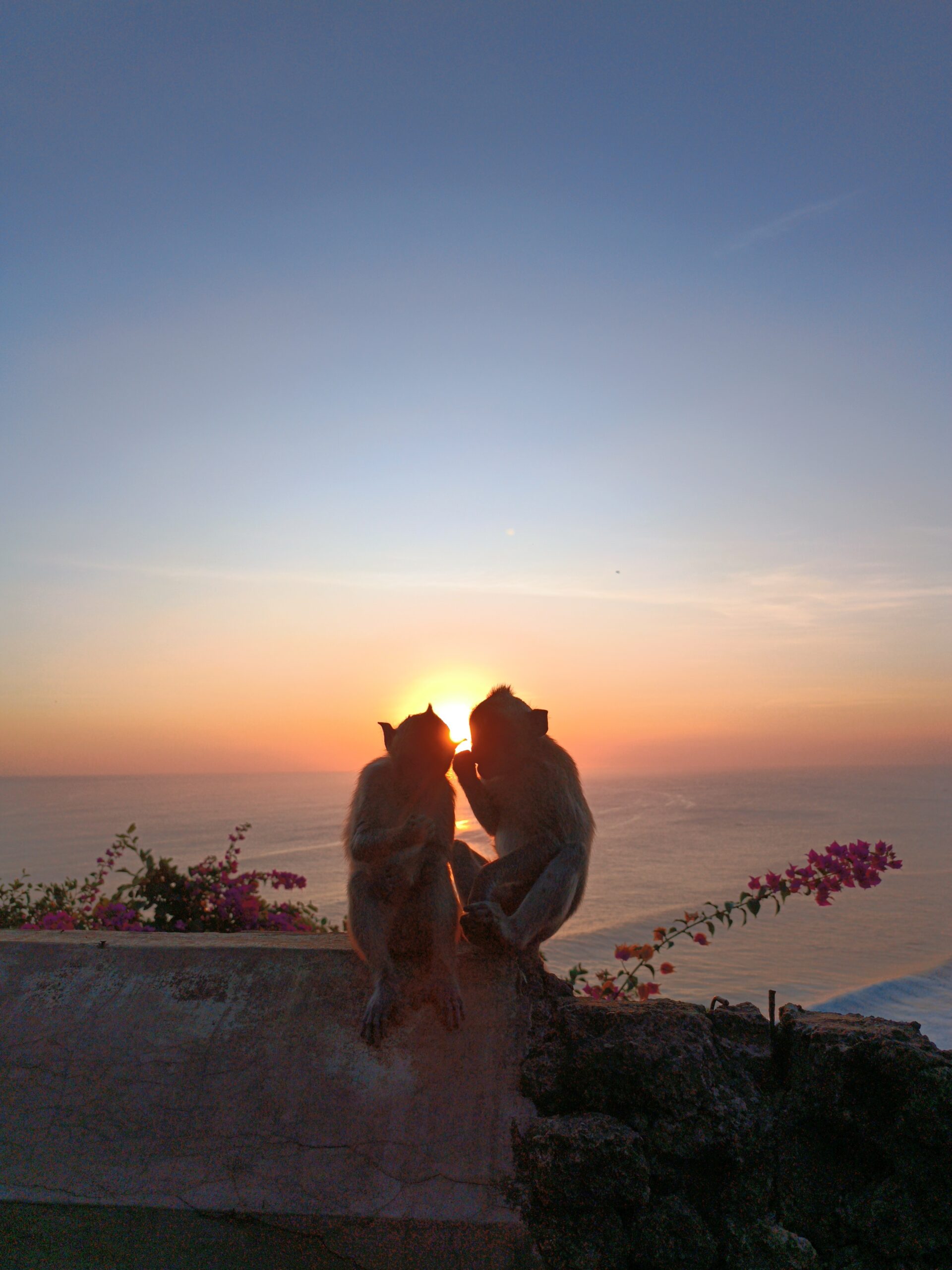 Temple Pura Luhur Uluwatu - Singes